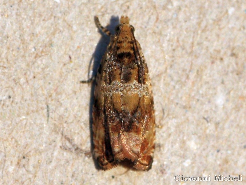 Celypha flavipalpana